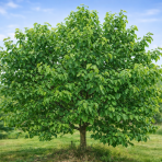 Moruša biela (Morus alba) ‘DOLCE VITA’ - výška 25-30 cm, kont. C1,5L